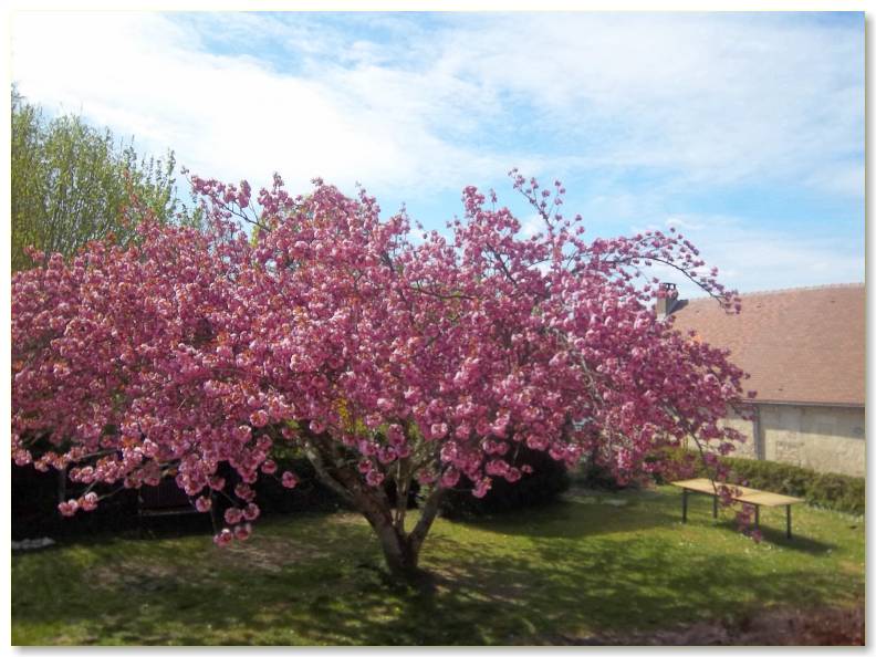 Arbre de fleurs de cerisier dans le parc des appartements