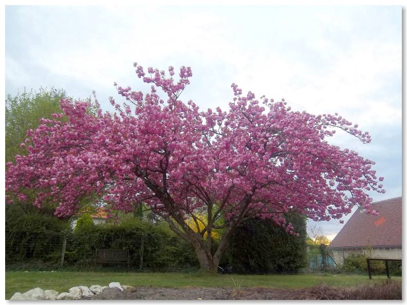 Arbre de fleurs de cerisier dans le parc des appartements