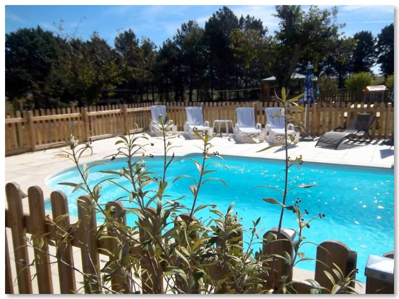 Olive branches beside the swimming pool