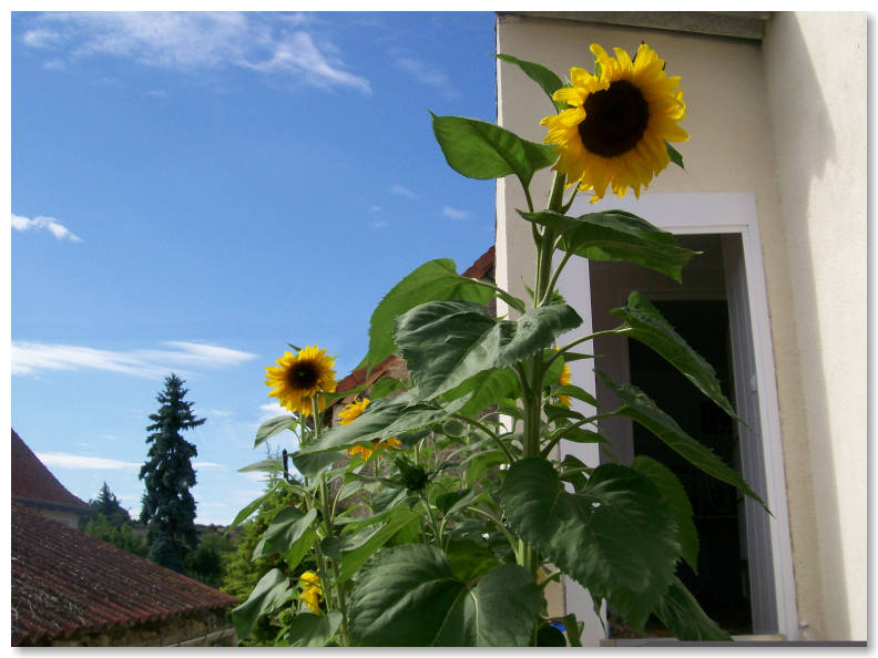 Les Tournesols Holiday Apartment